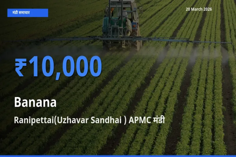 टॉप मंडी बना Ranipettai(Uzhavar Sandhai ) APMC! केला के सबसे ऊँचे दाम यहीं दर्ज
