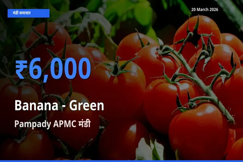 20 March अपडेट: केला - हरा के सबसे ऊँचे दाम Pampady APMC मंडी में