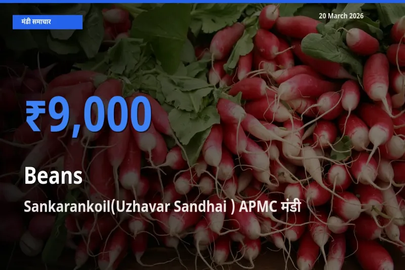 आज फलियाँ (सेम) के सबसे ज़्यादा दाम Sankarankoil(Uzhavar Sandhai ) APMC मंडी में दर्ज