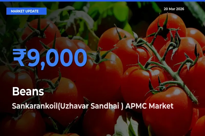 Top Performer! Sankarankoil(Uzhavar Sandhai ) APMC Offers Best Beans Price Today