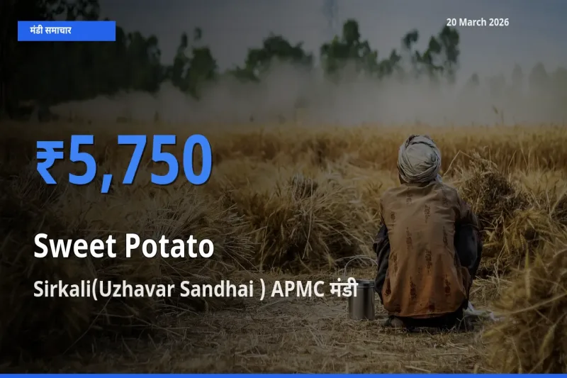 Sirkali(Uzhavar Sandhai ) APMC मंडी में शकरकंद ₹5,750 पर पहुँचा – आज का सर्वोच्च भाव