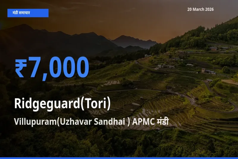 Villupuram(Uzhavar Sandhai ) APMC में तोरई का आज सबसे ऊँचा भाव