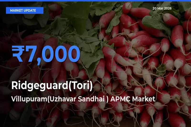 Villupuram(Uzhavar Sandhai ) APMC Leads as Top Mandi for Ridgeguard(Tori) Prices