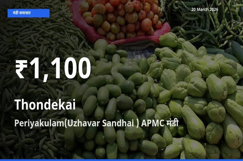 कुंदरू के दाम 30 दिनों के सबसे निचले स्तर पर, Periyakulam(Uzhavar Sandhai ) APMC