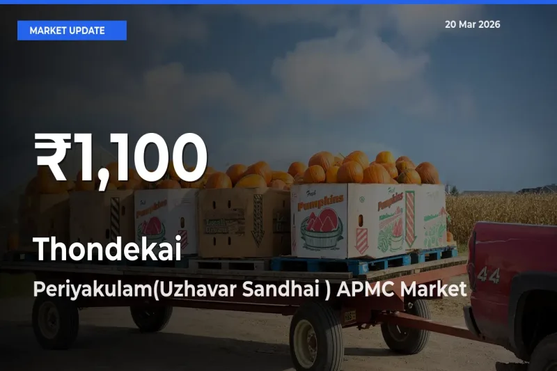 Farmers Concerned as Thondekai Hits 30-Day Low in Periyakulam(Uzhavar Sandhai ) APMC