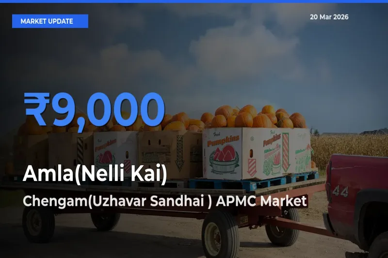 Chengam(Uzhavar Sandhai ) APMC Emerges as Top Mandi for Amla(Nelli Kai) Prices Today
