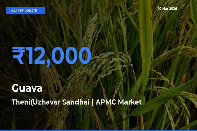 Guava Mandi Rate Today: Theni(Uzhavar Sandhai ) APMC Tops the List