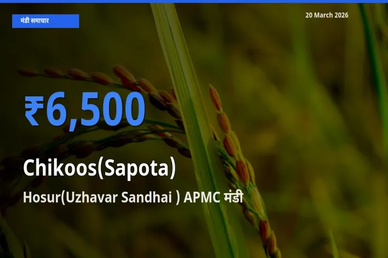20 March अपडेट: चीकू के सबसे ऊँचे दाम Hosur(Uzhavar Sandhai ) APMC मंडी में