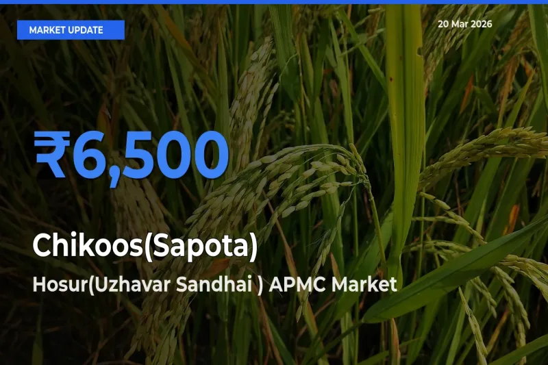 Hosur(Uzhavar Sandhai ) APMC Tops Chikoos(Sapota) Mandi Rates Today