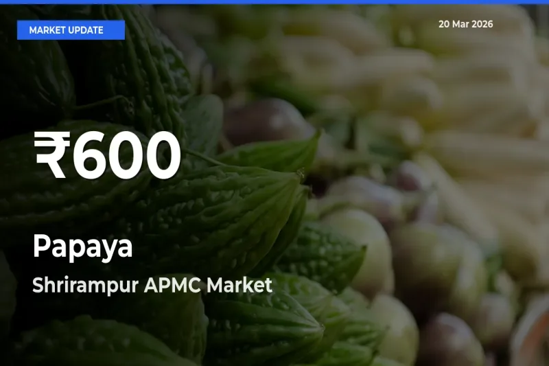 Big Drop! Papaya Slides to 30-Day Low at Shrirampur APMC