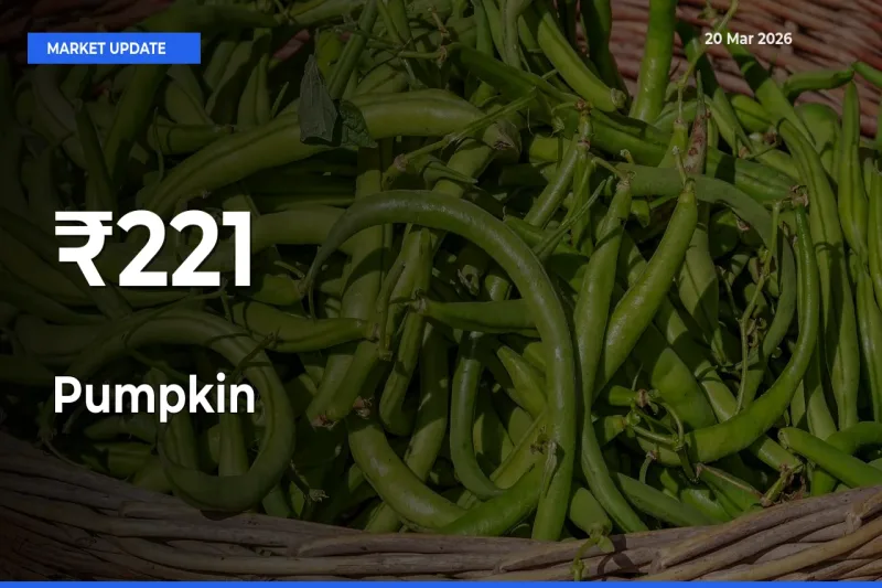 Pumpkin Mandi Prices Move in Sync Across Major Markets Today