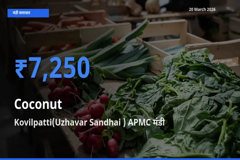 बाज़ार संकेत: Kovilpatti(Uzhavar Sandhai ) APMC बना नारियल के लिए आज की टॉप मंडी