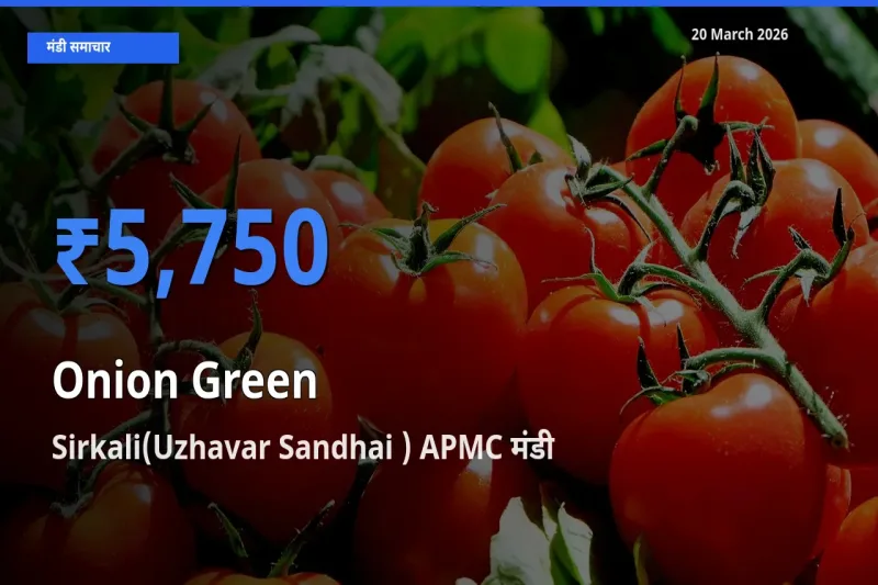 Sirkali(Uzhavar Sandhai ) APMC मंडी में प्याज हरा ₹5,750 पर पहुँचा – आज का सर्वोच्च भाव