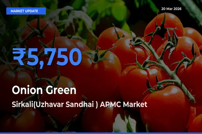 Sirkali(Uzhavar Sandhai ) APMC Tops Onion Green Rates – March 20 Market Update
