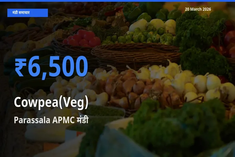 टॉप मंडी बना Parassala APMC! लोबिया फली के सबसे ऊँचे दाम यहीं दर्ज