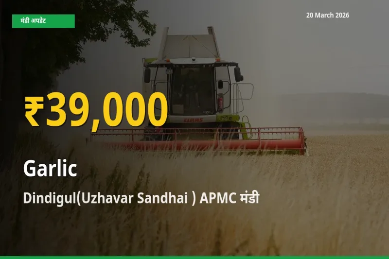लहसुन के दामों में रिकॉर्ड तेज़ी, Dindigul(Uzhavar Sandhai ) APMC