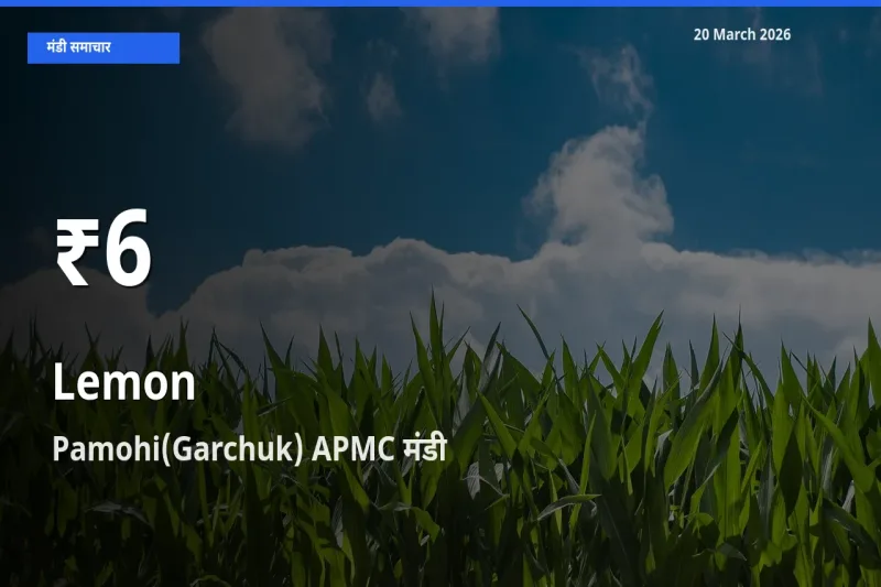 बाज़ार संकेत: नींबू के भाव Pamohi(Garchuk) APMC में 30 दिन के निचले स्तर पर