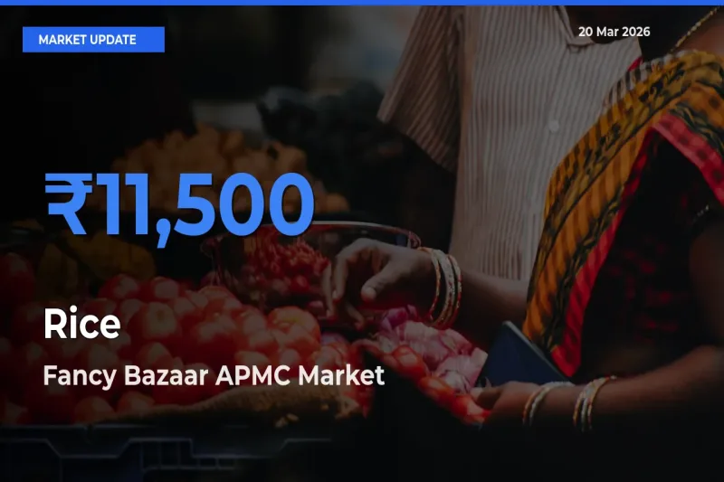 Fancy Bazaar APMC Tops Rice Rates – March 20 Market Update