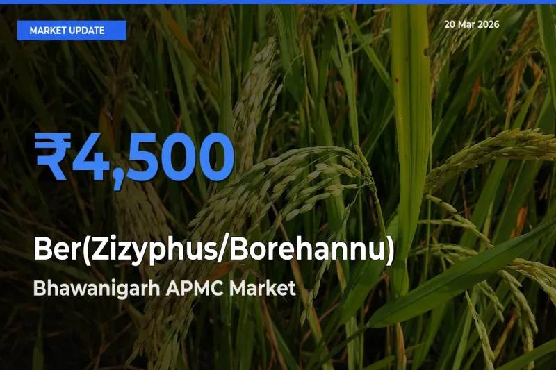 Farmers Prefer Bhawanigarh APMC as Ber(Zizyphus/Borehannu) Hits Highest Rate