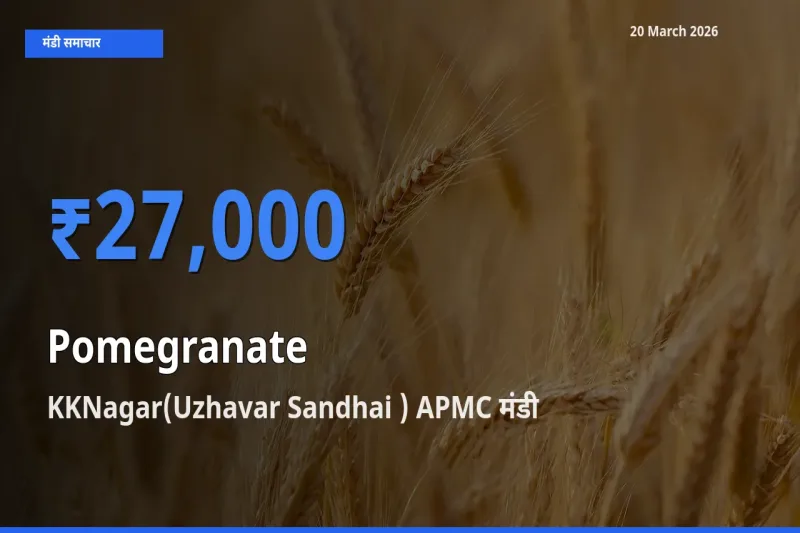 टॉप मंडी बना KKNagar(Uzhavar Sandhai ) APMC! अनार के सबसे ऊँचे दाम यहीं दर्ज