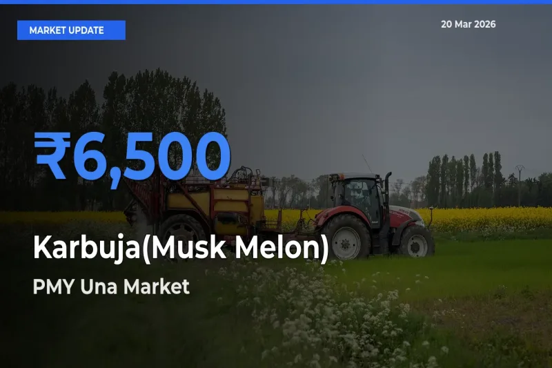 PMY Una Offers ₹6,500 – Highest Karbuja(Musk Melon) Rate Today
