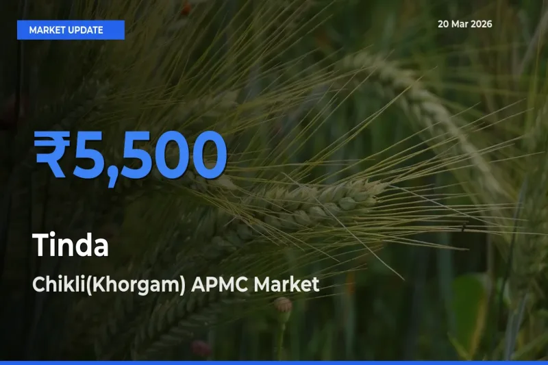 Chikli(Khorgam) APMC Emerges as Top Mandi for Tinda Prices Today