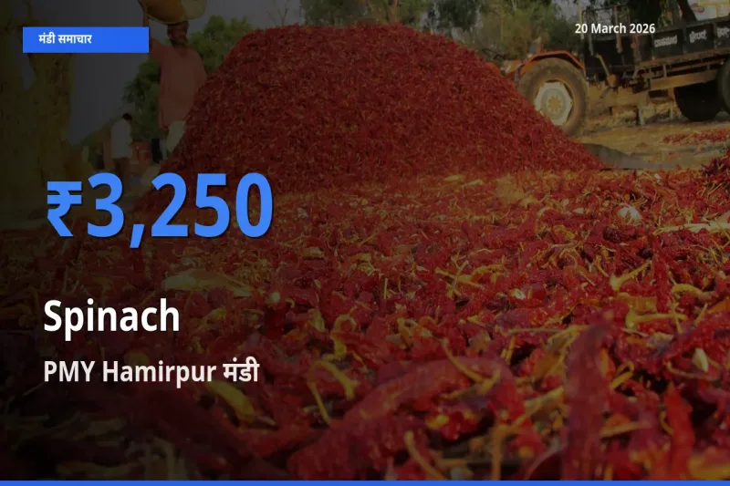 20 March अपडेट: पालक के सबसे ऊँचे दाम PMY Hamirpur मंडी में