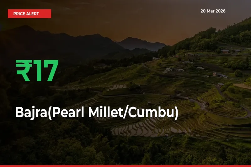 16.68% Spike in Bajra(Pearl Millet/Cumbu) Prices – Mandi Sees Sudden Rally