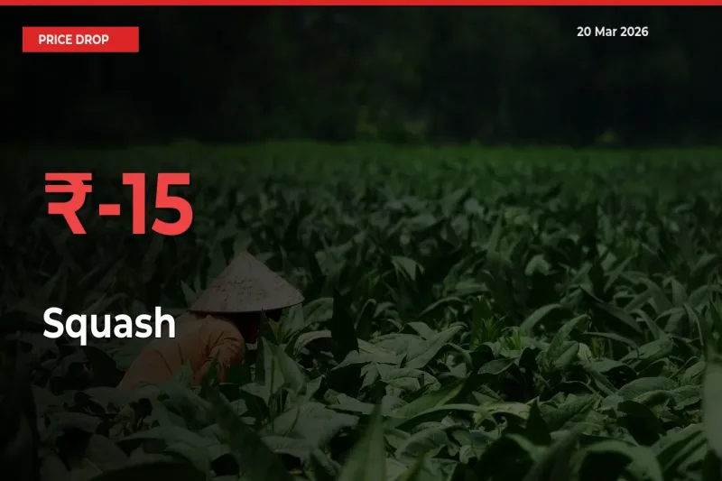 Sudden Shock! Squash Drops 15.22% in 24 Hours at Top Mandis