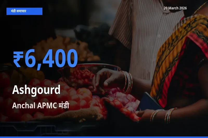 Anchal APMC मंडी में आज पेठा कद्दू के सबसे ऊँचे दाम दर्ज