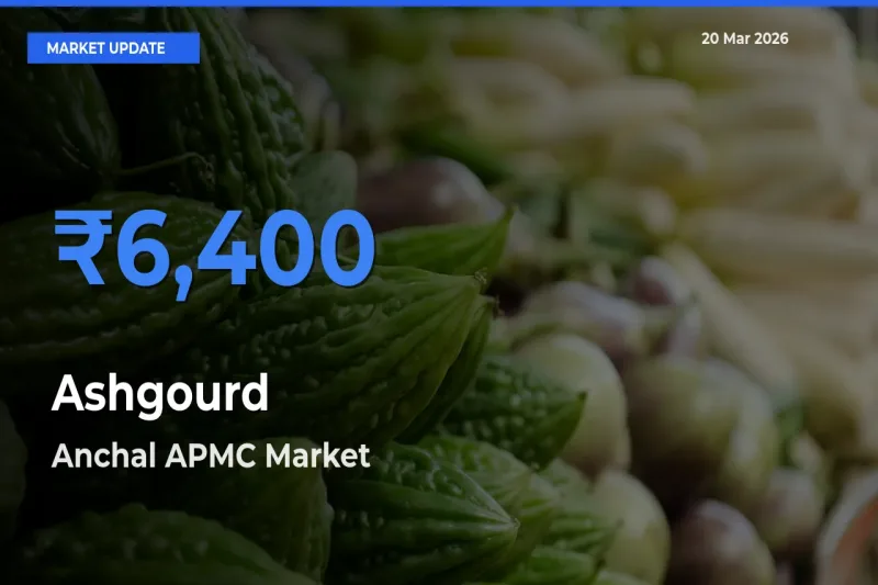 Farmers Prefer Anchal APMC as Ashgourd Hits Highest Rate
