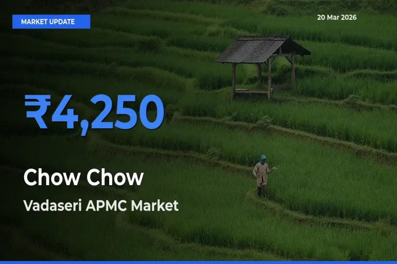 Chow Chow Mandi Rate Today: Vadaseri APMC Tops the List