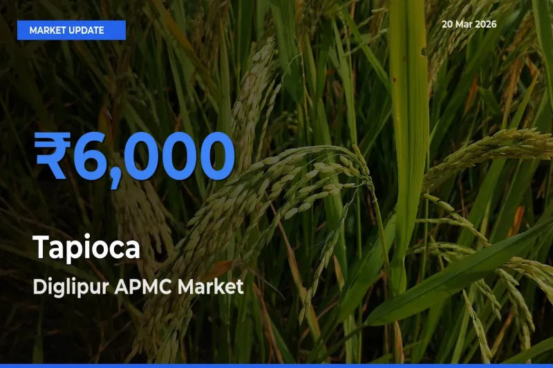 Market Watch: Diglipur APMC Becomes Top Mandi for Tapioca
