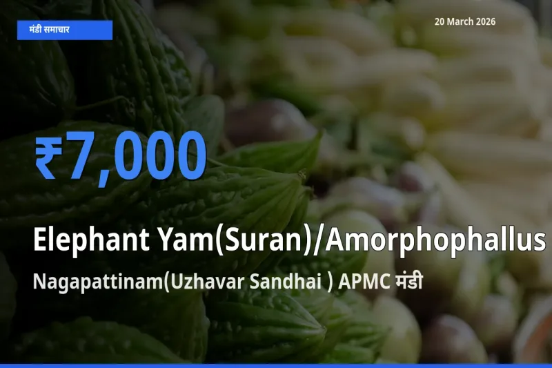 Nagapattinam(Uzhavar Sandhai ) APMC में जिमीकंद (सूरन) का आज सबसे ऊँचा भाव