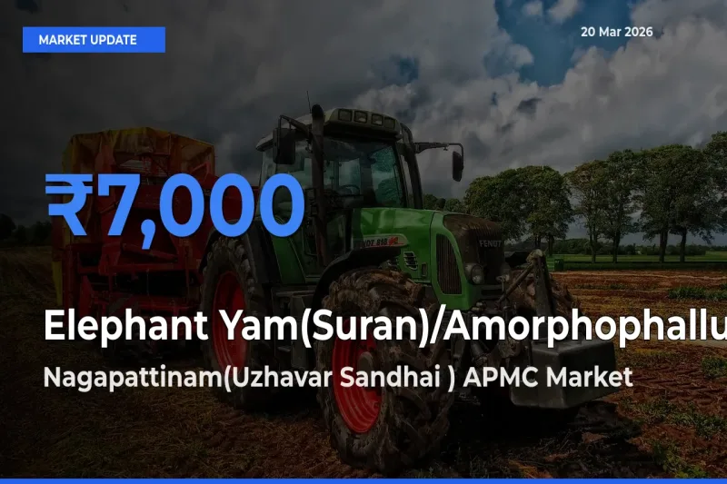 Nagapattinam(Uzhavar Sandhai ) APMC Emerges as Top Mandi for Elephant Yam(Suran)/Amorphophallus Prices Today