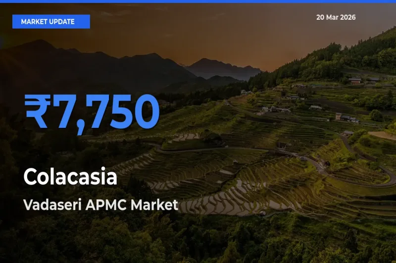Farmers Prefer Vadaseri APMC as Colacasia Hits Highest Rate