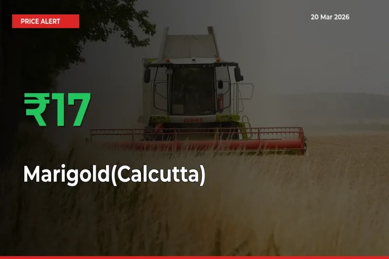 Why Marigold(Calcutta) Prices Rose 17.17% in a Day at Mandis