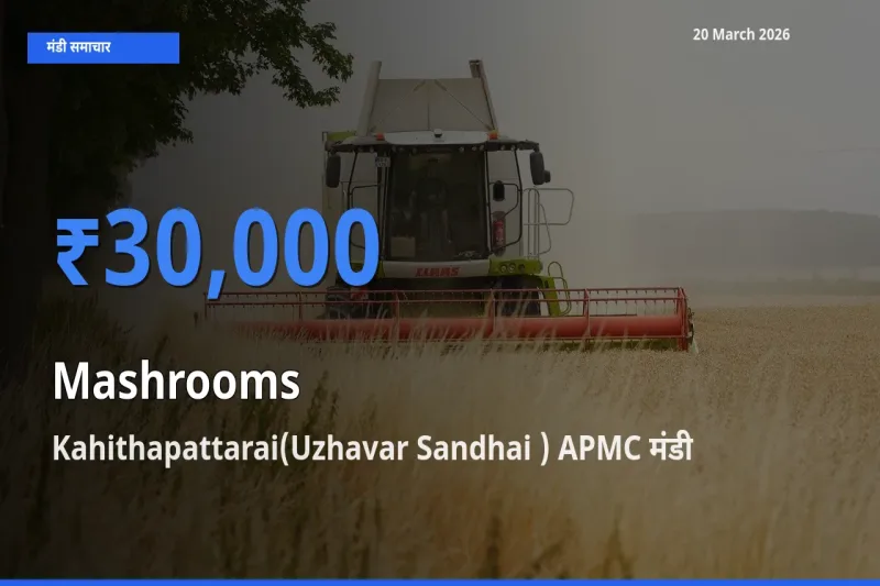 आज का मंडी भाव: मशरूम के सबसे ज़्यादा दाम Kahithapattarai(Uzhavar Sandhai ) APMC में