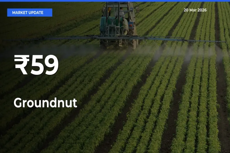 Groundnut Shows Strong Mandi Trend – March 20 Market Update