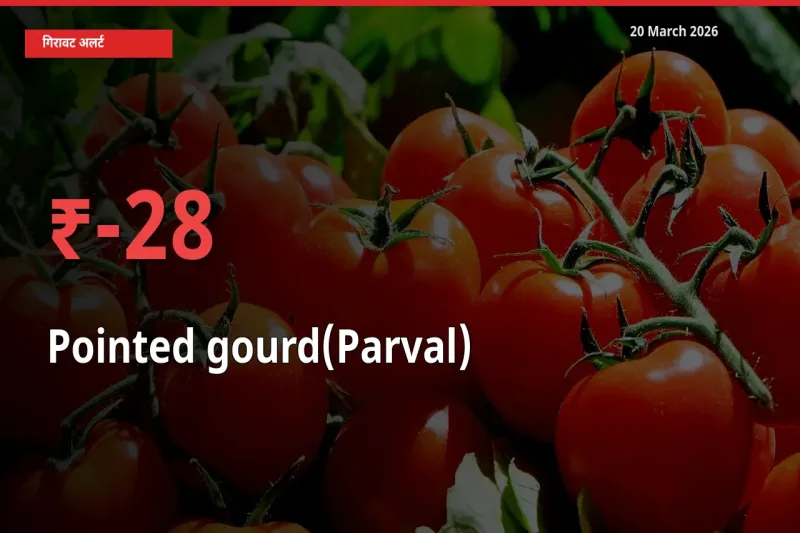 27.66% की गिरावट! मंडी में परवल के दाम अचानक टूटे