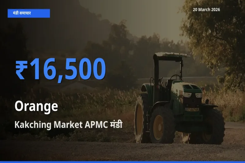 Kakching Market APMC में संतरा का आज सबसे ऊँचा भाव