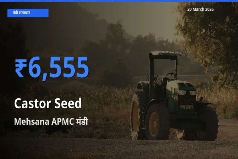 Mehsana APMC मंडी में आज अरंडी का बीज के सबसे ऊँचे दाम दर्ज