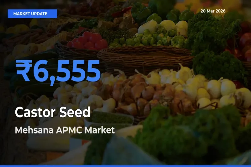 Farmers Prefer Mehsana APMC as Castor Seed Hits Highest Rate
