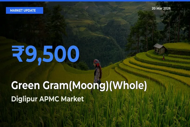Top Performer! Diglipur APMC Offers Best Green Gram(Moong)(Whole) Price Today