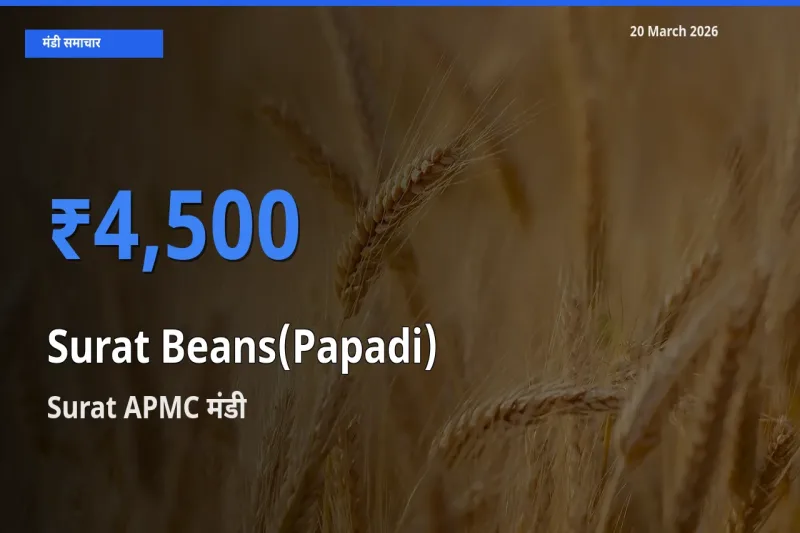 आज का मंडी भाव: सूरत बीन्स (पापड़ी) के सबसे ज़्यादा दाम Surat APMC में