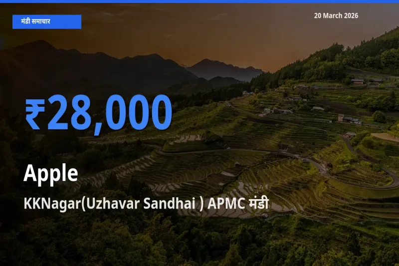 KKNagar(Uzhavar Sandhai ) APMC में सेब का आज सबसे ऊँचा भाव