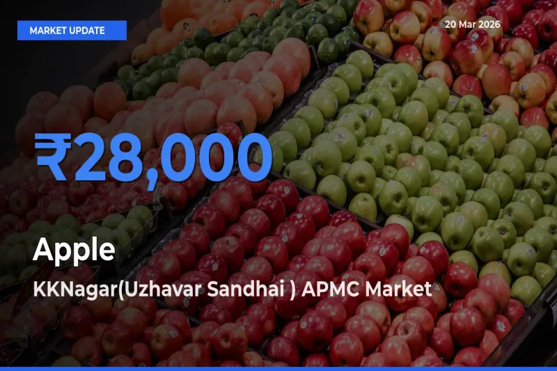 KKNagar(Uzhavar Sandhai ) APMC Records Highest ₹28,000 Rate for Apple