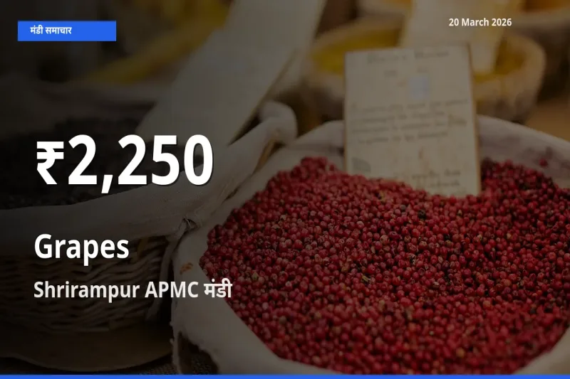 तेज़ गिरावट! Shrirampur APMC में अंगूर के दाम 30 दिन के निचले स्तर पर
