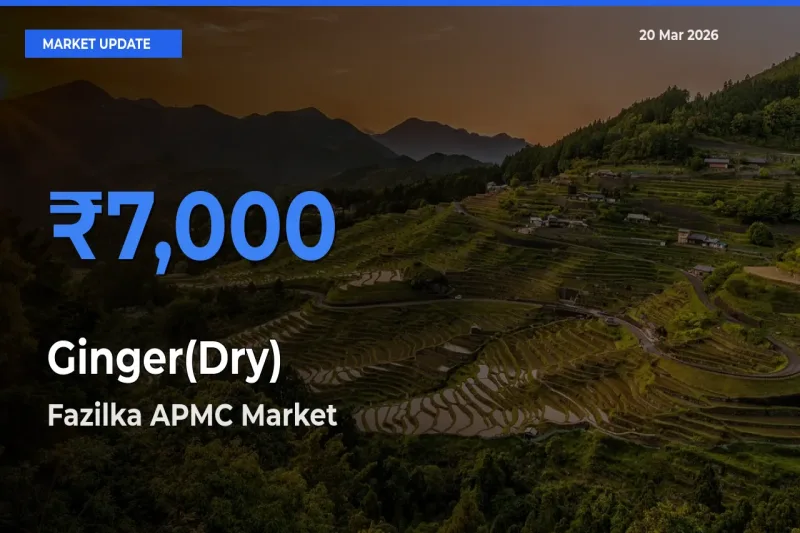 Top Performer! Fazilka APMC Offers Best Ginger(Dry) Price Today