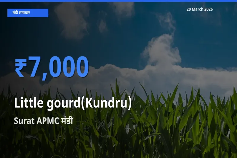 आज कुंदरू (टिंडा तोरई) के सबसे ऊँचे दाम ₹7,000 Surat APMC मंडी में